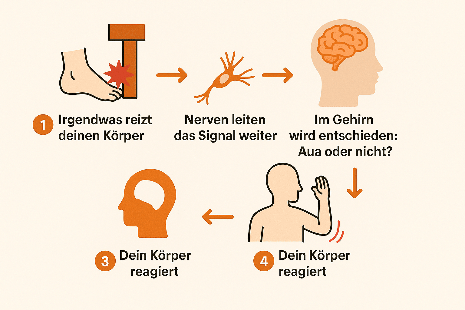 „Infografik zur Entstehung von Schmerzen: Darstellung, wie Schmerzreize vom Körper über Nervenbahnen zum Gehirn geleitet werden, wo die Verarbeitung und Wahrnehmung von Schmerz erfolgt.“
