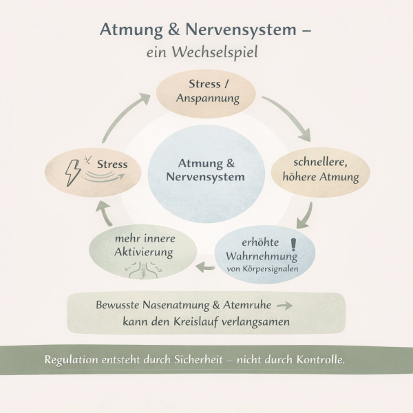 Kreisförmige Infografik zum Zusammenhang zwischen Atmung und Nervensystem: Stress führt zu schnellerer Atmung, erhöhter Wahrnehmung von Körpersignalen und innerer Aktivierung. Bewusste Nasenatmung kann diesen Kreislauf verlangsamen.
